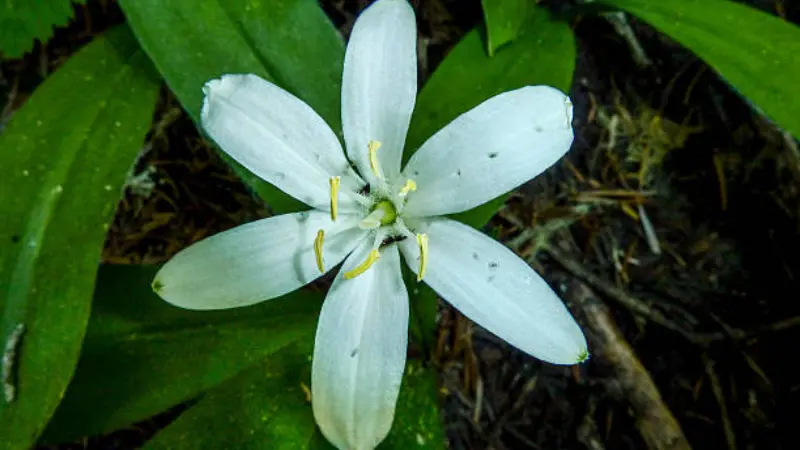 White Queen's Cup flower viewed from above with six petals and yellow anthers