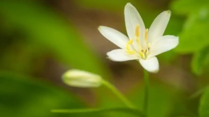 White Queen's Cup bloom next to a closed flower bud on green stem