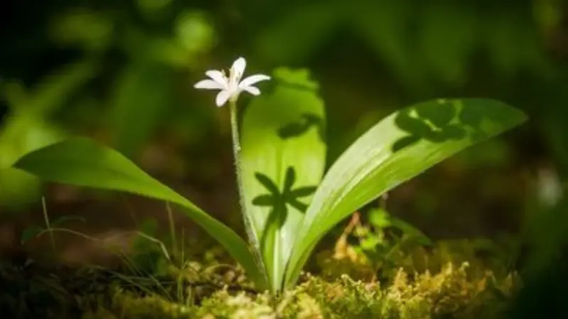Small white Queen's Cup flower with dramatic leaf shadows on the ground