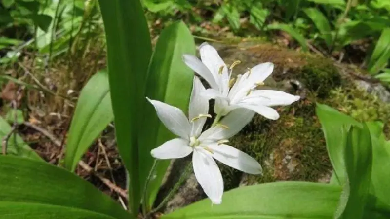 Uncommon double Queen's Cup flower bloom on a single flower stalk near mossy rock