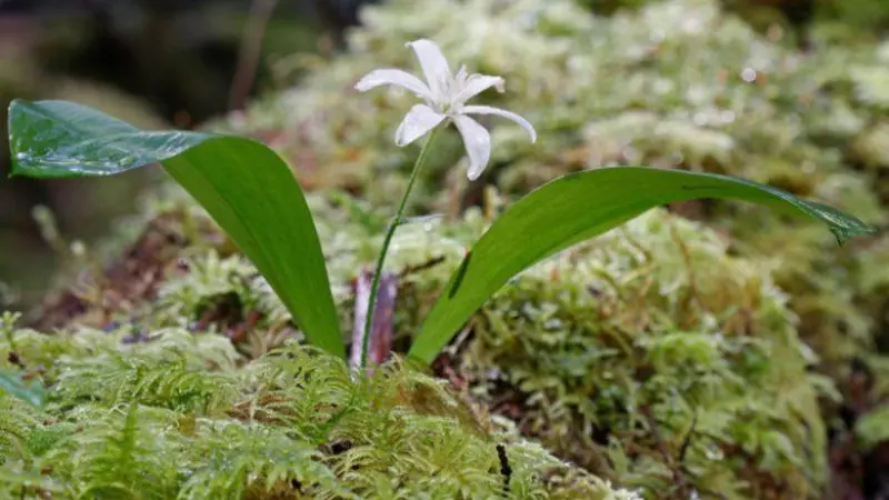 Single white Queen's Cup flower rising from a bed of moss and ferns