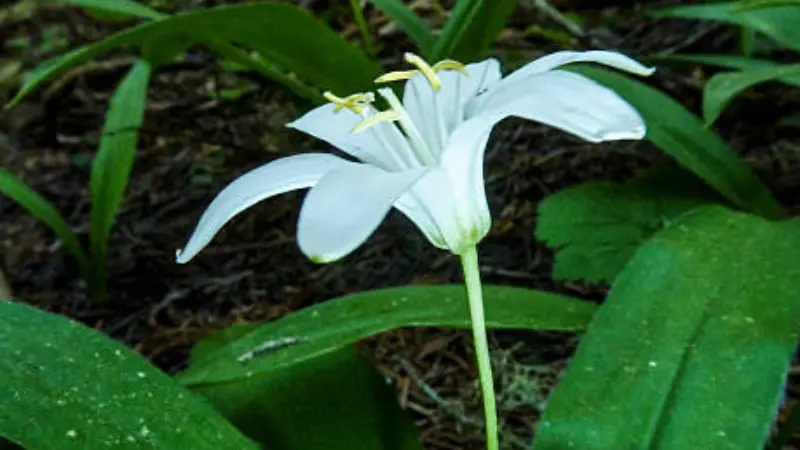 Side view of white Queen's Cup flower with curled petals atop a green stem