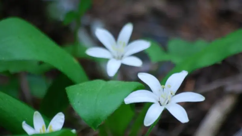 Two white Queen's Cup flowers growing beside broad green leaves
