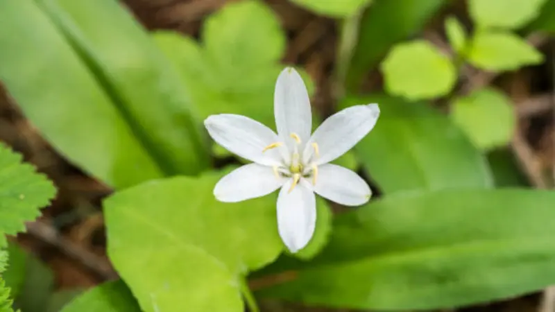 Single white Queen's Cup flower centered against green leaves