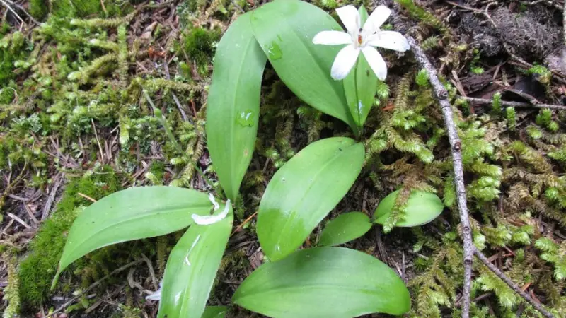 Small white Queen's Cup flower and leafy plant growing on a mossy forest floor