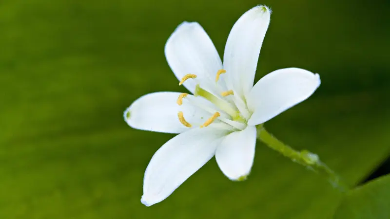 Macro shot of white Queen's Cup flower with yellow stamens against green backdrop