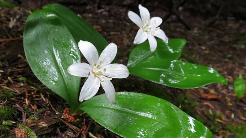 Two white Queen's Cup flowers with wet, glossy green leaves