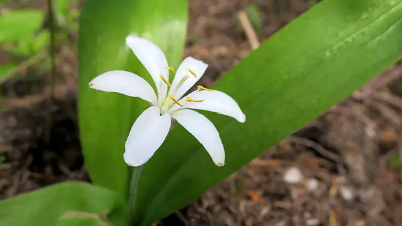 White Queen's Cup flower beside a large green leaf in soft focus