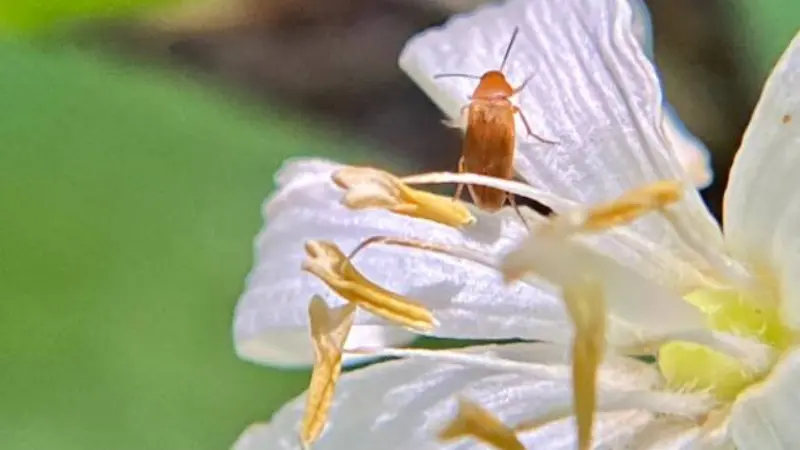 Small beetle resting on white Queen's Cup flower petals near yellow stamens