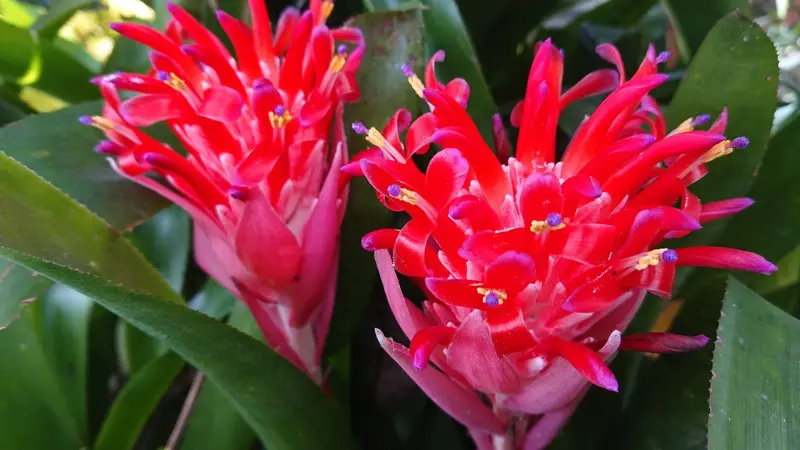 Two red Quesnelia bromeliad flowers with curled petals and purple stamens