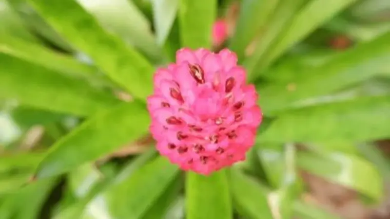 Top-down view of a rounded pink Quesnelia bromeliad flower