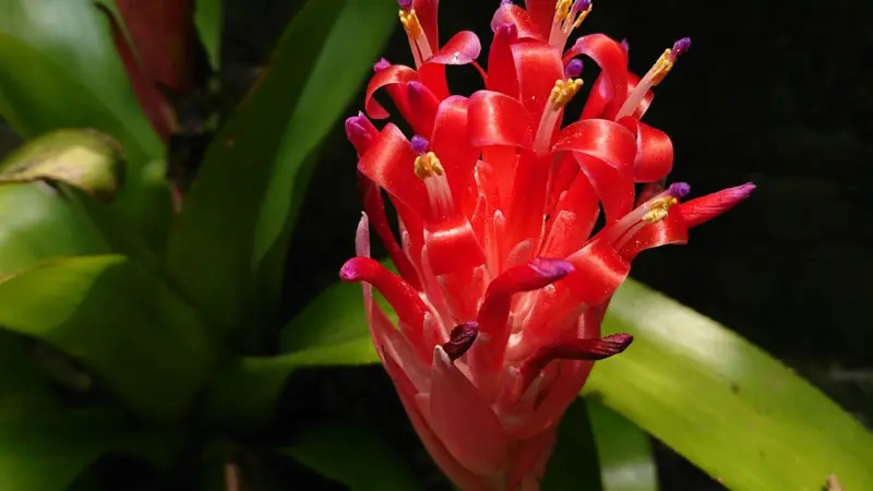 Bright red Quesnelia bromeliad flower with curled ribbon petals against dark background