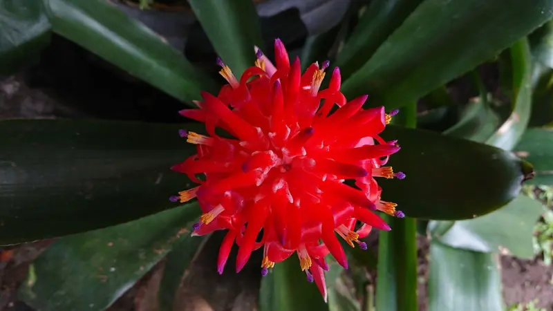 Bright red Quesnelia bromeliad flower with star-shaped spiky petals, top-down view