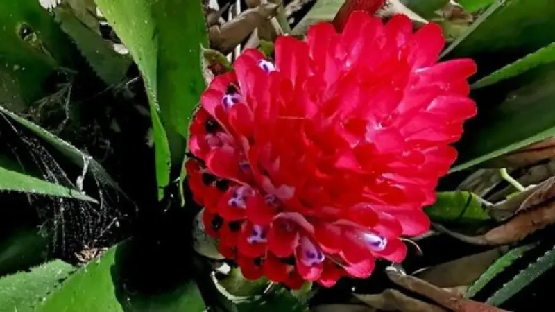 Deep red ruffled Quesnelia bromeliad flower head in full bloom