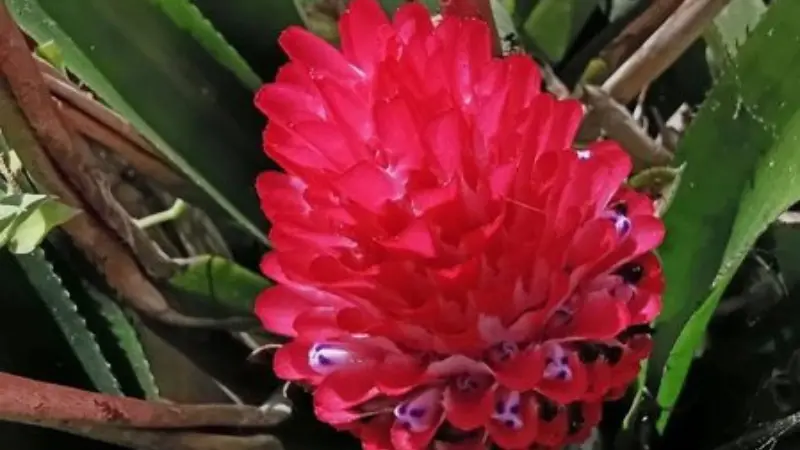 Close-up of dark red Quesnelia bromeliad flower with textured petals