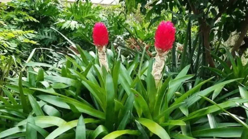 Two upright red Quesnelia bromeliad flower blooms rising from a bromeliad rosette