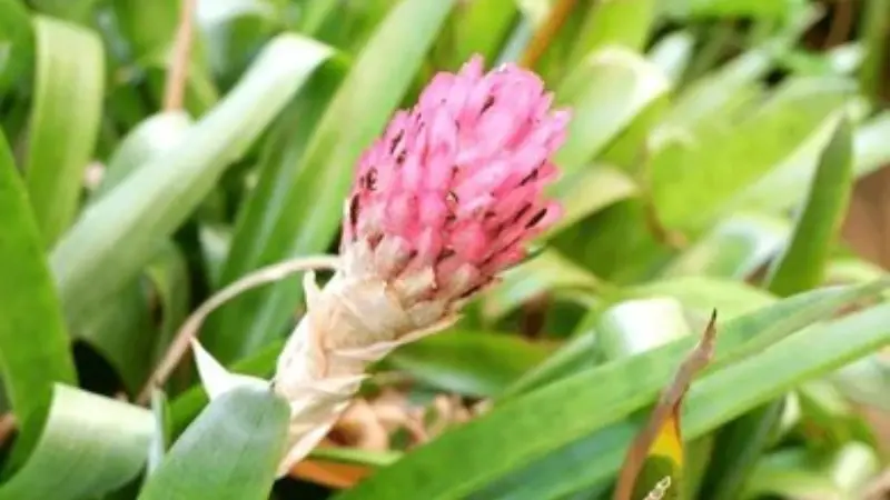 Young pink Quesnelia bromeliad flower bud with dark speckled markings