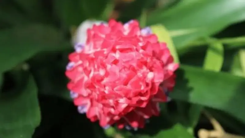 Compact pink-red Quesnelia bromeliad pom-pom shaped flower