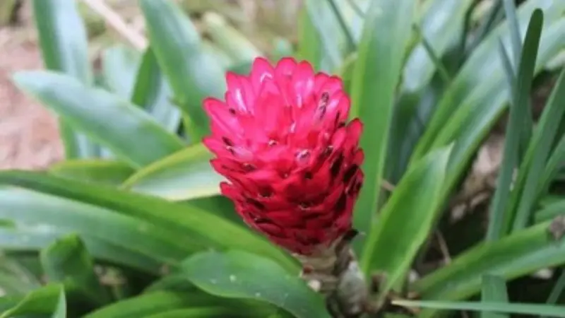 Magenta Quesnelia bromeliad flower bud with dark speckles among green leaves