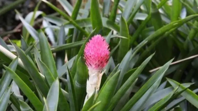 Pink Quesnelia bromeliad flower bud emerging from papery leaf sheath