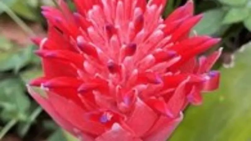 Red Quesnelia bromeliad flower with pointed white-tipped petals