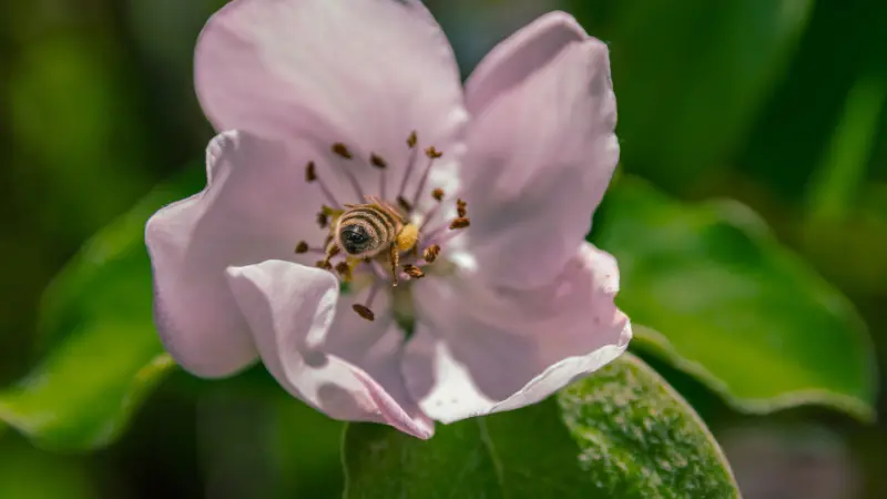 Pale pink quince blossoms flower with a bee gathering pollen at its center