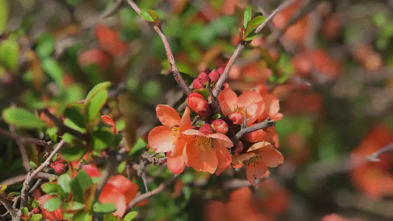 Cluster of orange quince flowers on a branch