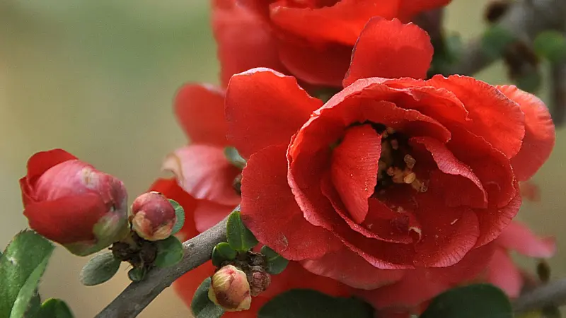 Bright red double quince flowers with unopened buds