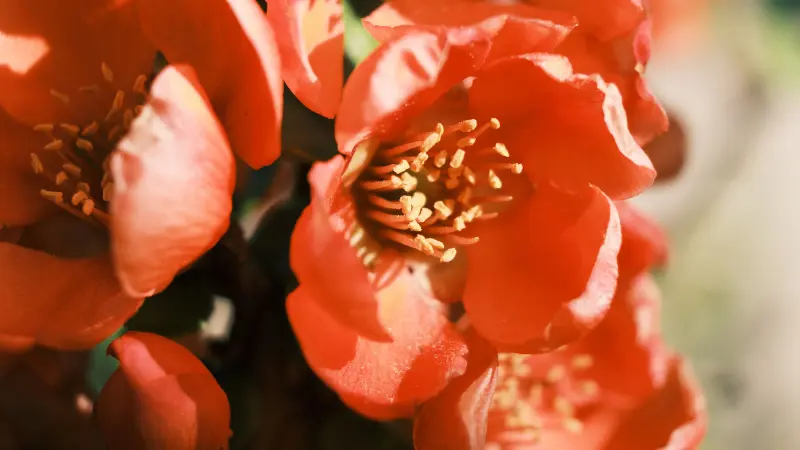 Close-up of layered orange-red quince flowers with golden stamens
