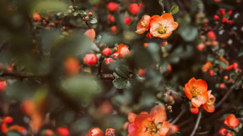 Orange quince flowers scattered across a shaded shrub