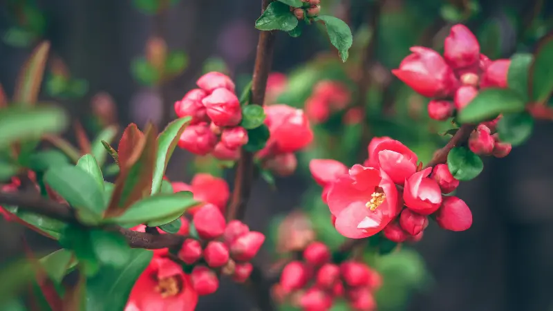 Pink quince flowers and unopened buds on a branch