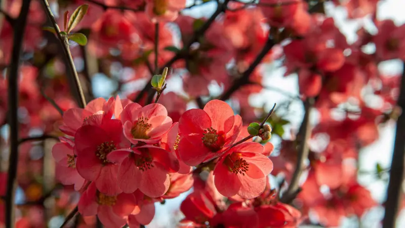 Coral-pink quince flowers blooming in bright sunlight