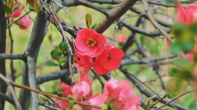 Pink quince blossoms flowers blooming on bare branches