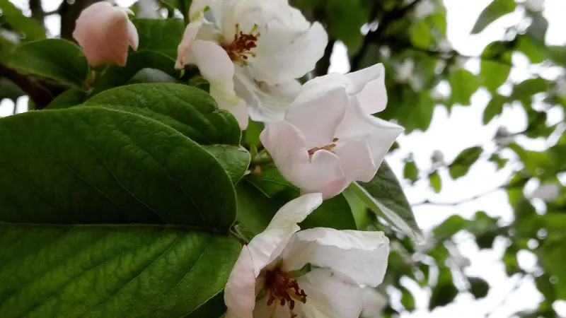 White and pale pink quince flowers blossoms among green leaves