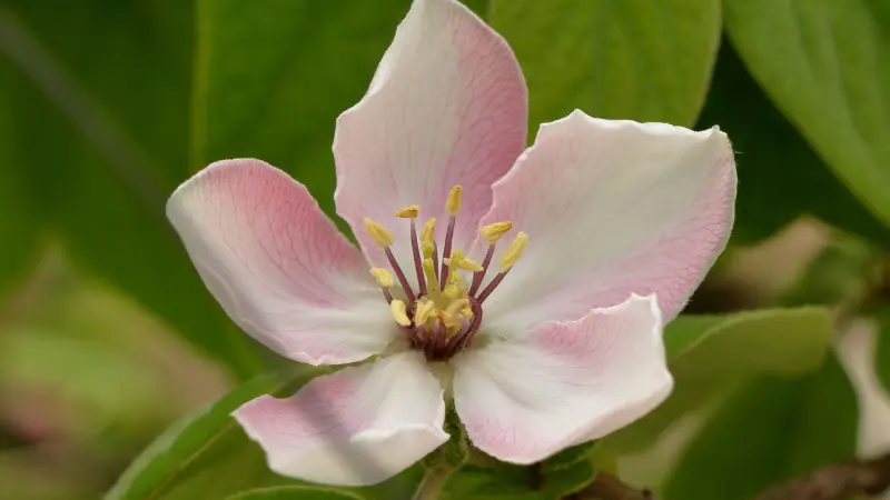 Close-up of white quince blossom with pink petal edges and golden stamens