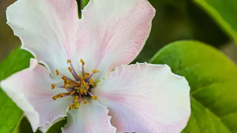 White quince blossom with pink streaks and golden center