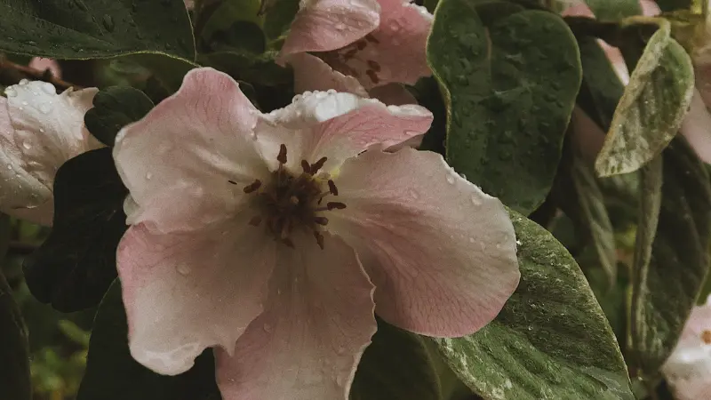 Pink and white quince flower with dewdrops on petals
