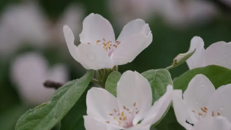 Cluster of white quince flowers with raindrops on petals