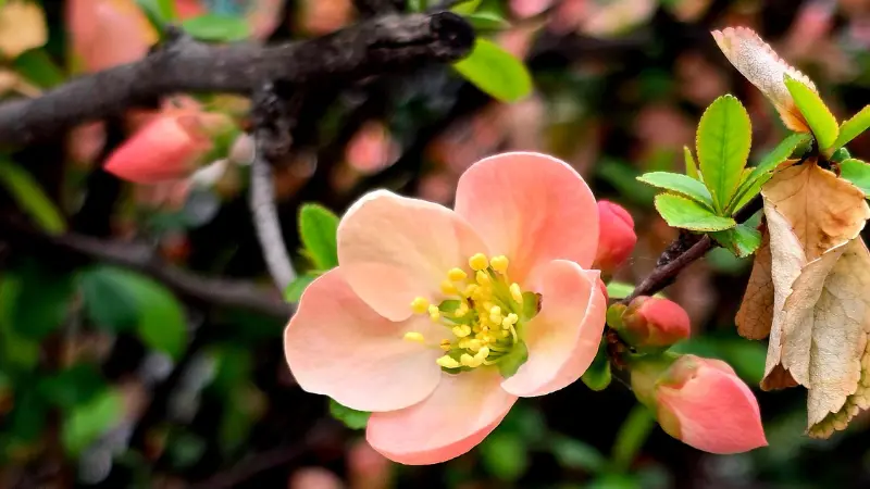 Pale coral-pink quince flower blooming on a bare branch