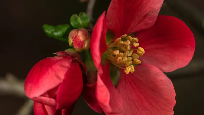 Red quince flower in full bloom with golden stamens