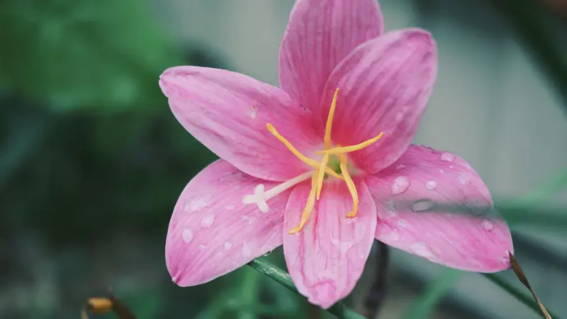 Pink rain lily flower covered in water droplets