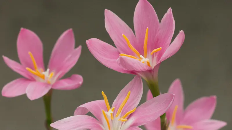 Three pink rain lily flowers blooming together