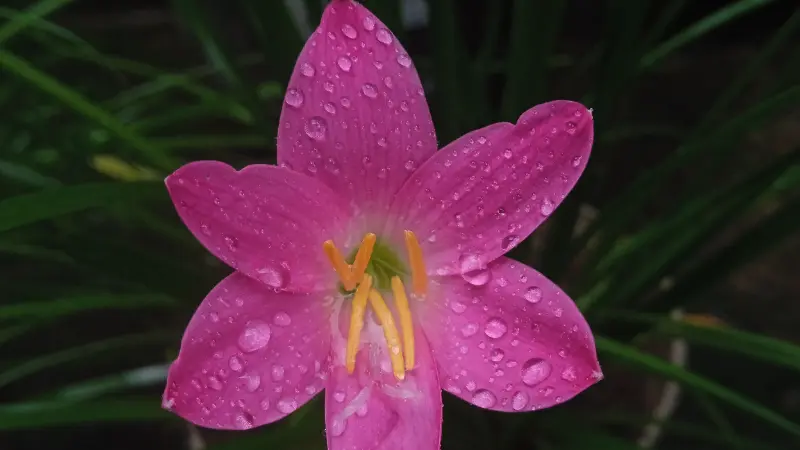 Top-down view of pink rain lily flower with raindrops