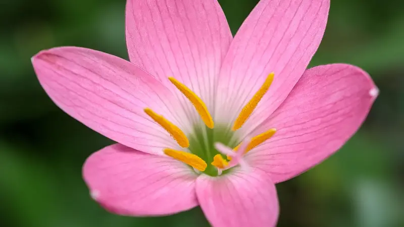 Close-up of pink rain lily flower with yellow stamens