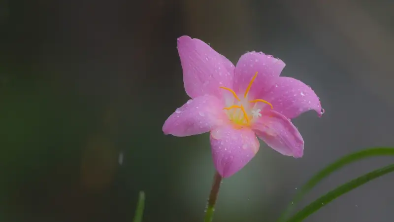 Pink rain lily flower with dewdrops in soft-focus background
