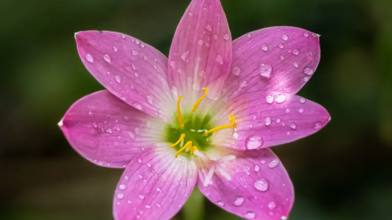 Pink rain lily flower with green center and dewdrops on petals