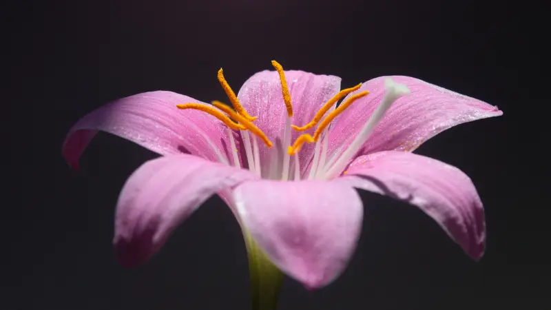 Pink rain lily flower with long orange stamens on black backdrop