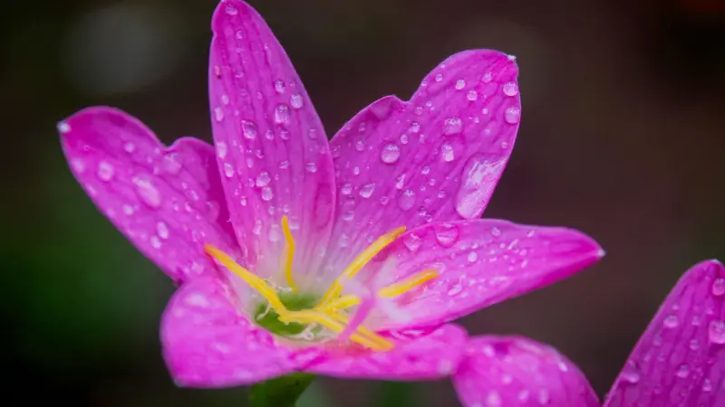 Vivid pink rain lily flower covered in raindrops