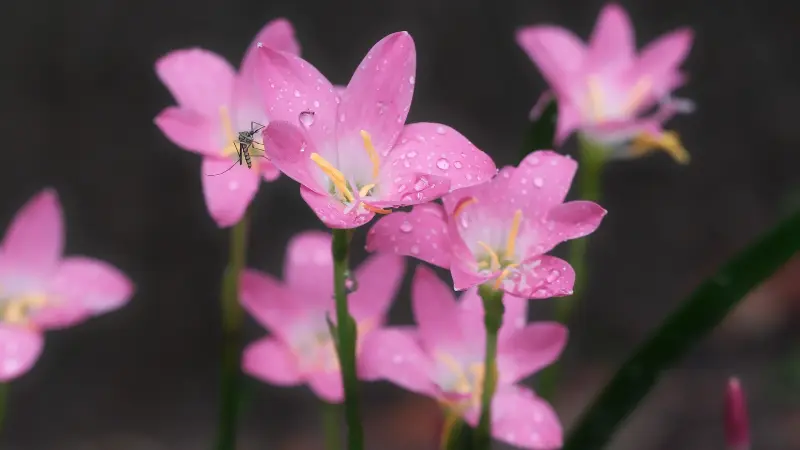 Cluster of pink rain lily flowers with a small insect on a petal