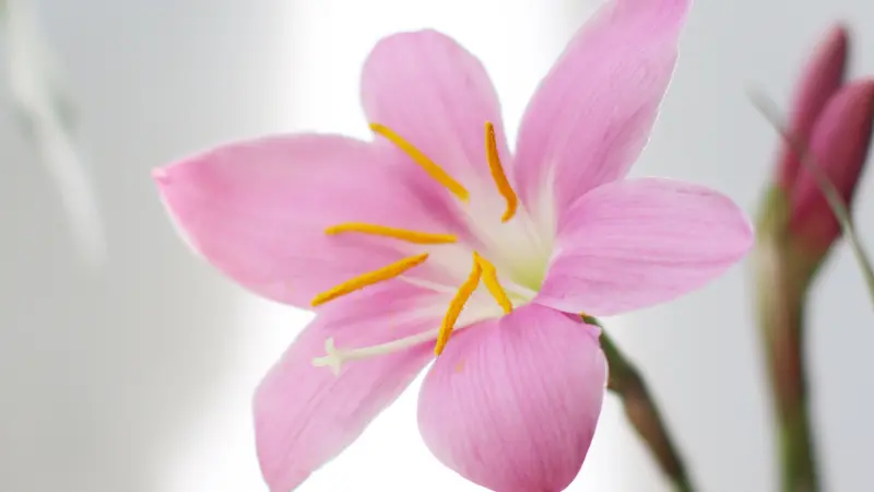 Pale pink rain lily flower with orange stamens on white backdrop